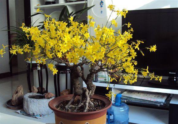  『迎春花』春天的“头牌”迎春花，这样养，春节满金花，满屋生辉