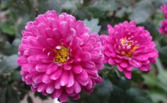 【值得】阳台养花选这款,全年开花,花多易爆盆,漂亮又好养,你值得拥有