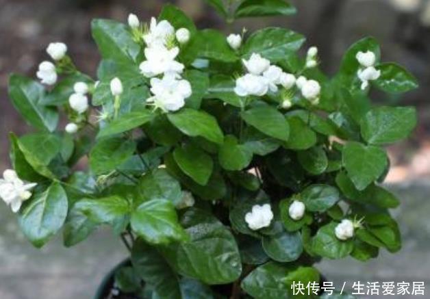 夏堇:夏天到了,家里养上这些花,越晒开花越多,美美一夏天!