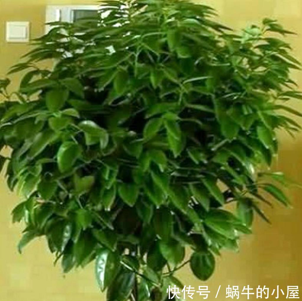  「招财」把这五种绿植摆一盆在家，寓意招财、保平安，好运进家门！