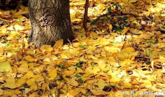 路边|路边1种“绿化树”,叶片似“黄金扇”,树上全是宝贝,可珍贵了