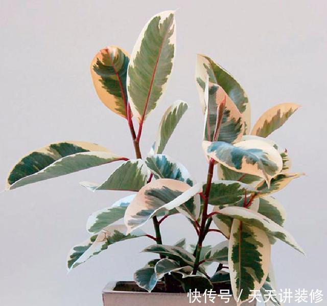 植物|客厅养一盆“这样的”橡皮树,逼格立马提升