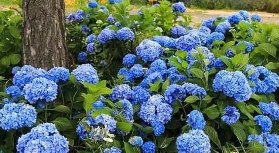  『夏季』夏季盆栽这4种植物，叶片一耷拉马上浇水，植株分分钟变精神