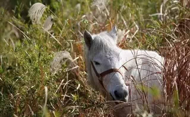 66岁大叔，8年时间打造出了中国最美私家花园，让人叹为观止！
