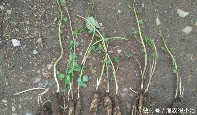 过去一挖一麻袋，做腌菜是一绝，根似人参，如今50元一斤成稀罕货