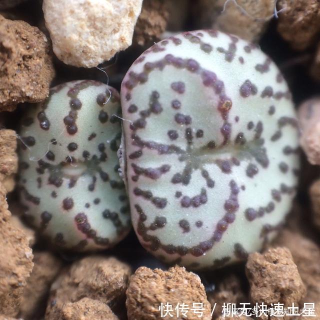  『植物』春天买的多肉植物们，花了几百块，不知道亏了吗