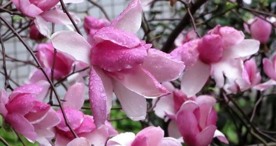 光照@喜欢养花不如选“木兰花”,风姿绰约,典雅高洁,观赏性价值极高