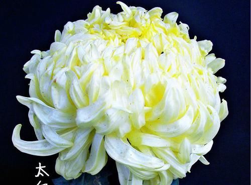  黄水：喜欢菊花，不如养盆“菊中精品”黄水明珠，花似荷包蛋，调皮可爱
