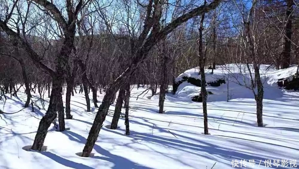 我国6大树中之最：最高的在云南,最毒的在广东,最贵的在福建！