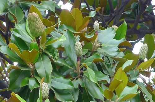 「阳光」这花是荷花和玉兰的杂交品种?怪不得模样这么眼熟,见过的人很少