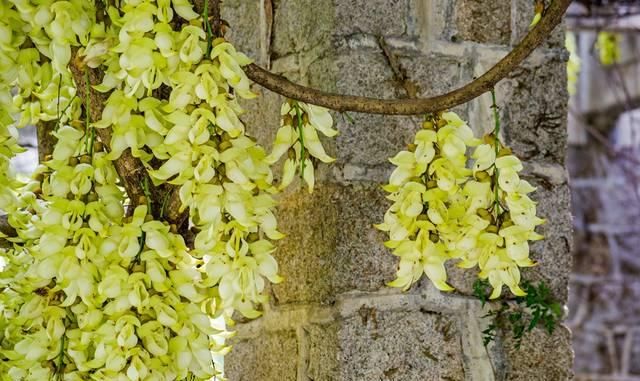 「广州」华南实力最强的中心城市,四季开满鲜花,有望成为下一个上海