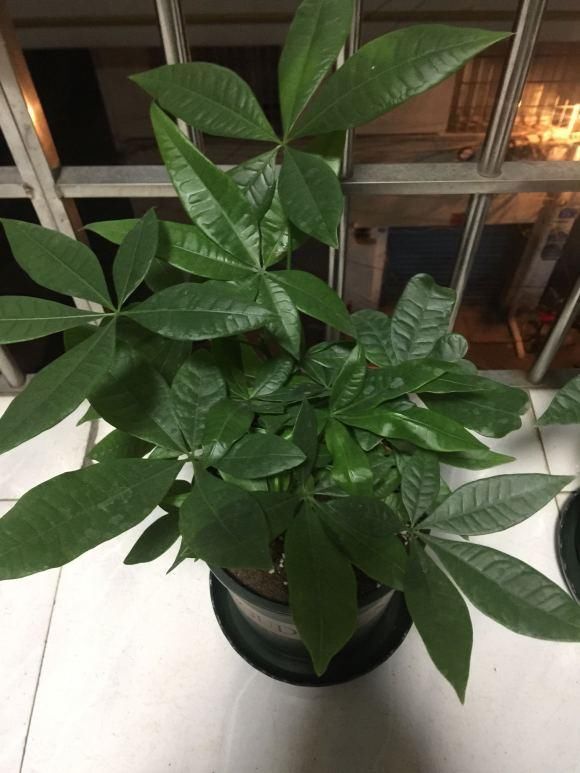 [绿植]最耐旱的绿植，越不浇水越长得好，一浇水就烂根！