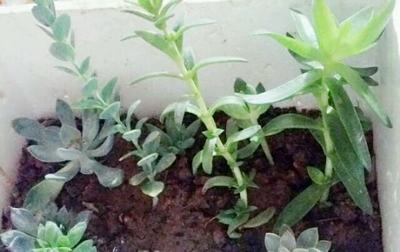  解植物■“养花杀手”养出来的花是什么样子？哈哈哈，笑死我了！