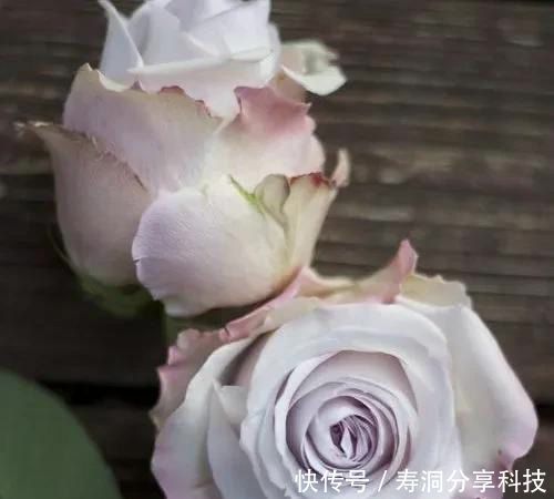 「品种」梦幻悠长,无法抗拒,月季的那抹蓝紫色美得清凉又高级!