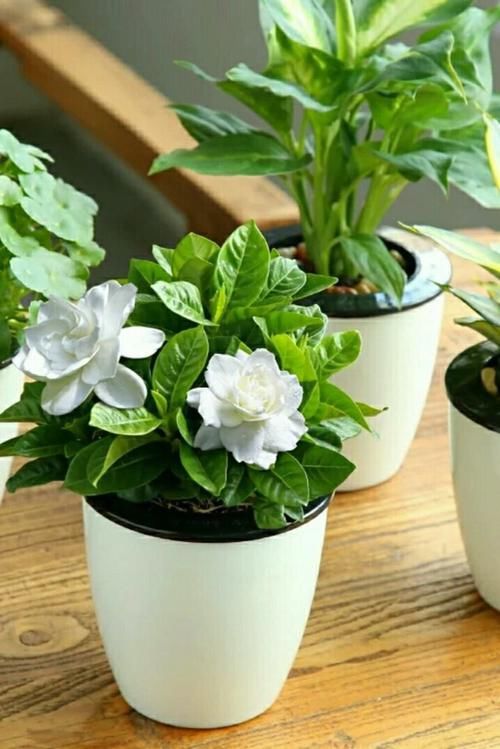  『栀子花』栀子花叶片发黄，做好这几点，让叶片更加肥厚有光泽！