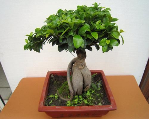  【室内】阳台再小，也有“大作为”种下面的8种植物，高雅美观有面子