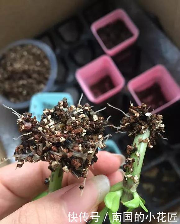  【花钱买】3种花太贵，不用花钱买，剪3根枝插土里，2周能生根！