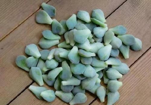  『提高』多肉植物叶插，谨记这9点小技巧，可提高成活率