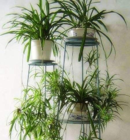  家里■家里装修，我这么繁殖“吊兰”，省钱还快