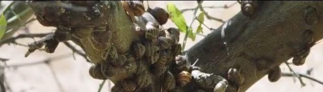  『世外桃源』豆瓣9.2，这「成人」的童话世界太疯狂