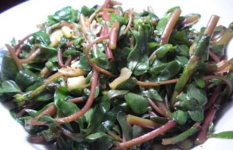  【野菜】马齿苋乡村的野菜，常吃