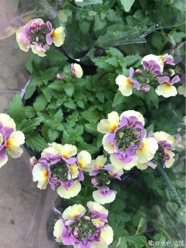  长达：这花名字土掉渣，开花却特美，花期长达3个月