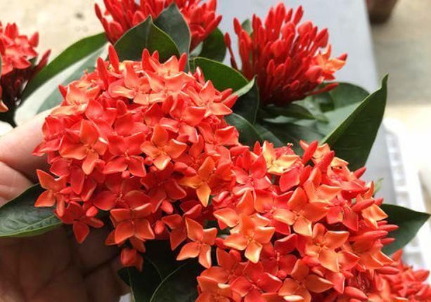  「花色」绣球花花色不艳丽，开花还很少，那应该是“4个地方”出问题了