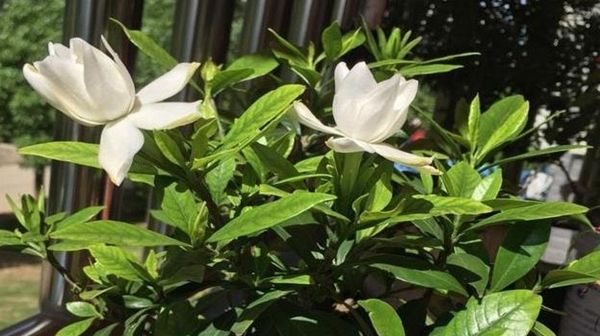 『栀子花』养了一个月的栀子花,已经枯萎了,还能救活吗