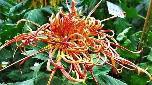  【霸气】喜欢菊花，首选盆“珍稀名菊”关东大侠，似泥金舞狮，高雅霸气！