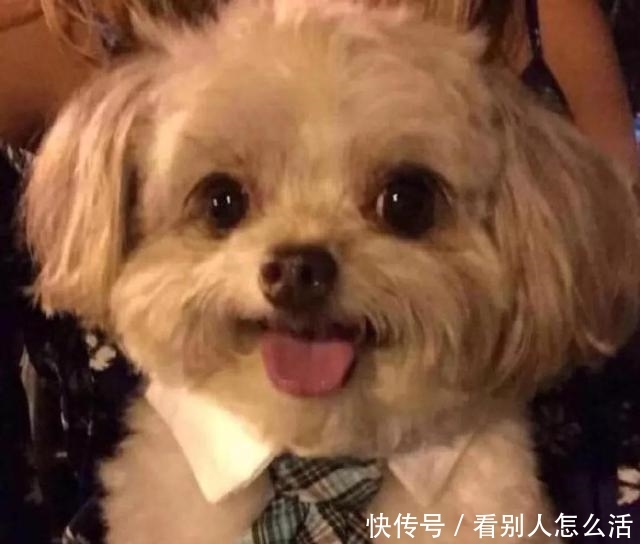 跨年演唱会杜江