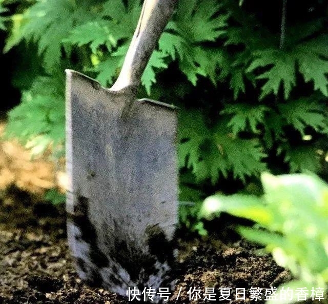 台长■不伤植物的移栽技巧, 3分钟轻松将植物移栽到你为它准备的窝