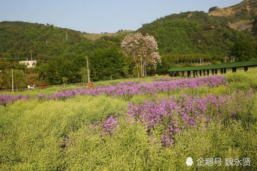  『香气』秦岭山村开满蓝香芥，紫色花海香气袭人