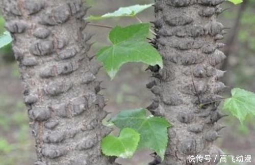  『刺楸』山谷下有“1种树”，被称为“刺楸”，茎干上长满“刺”，却珍贵