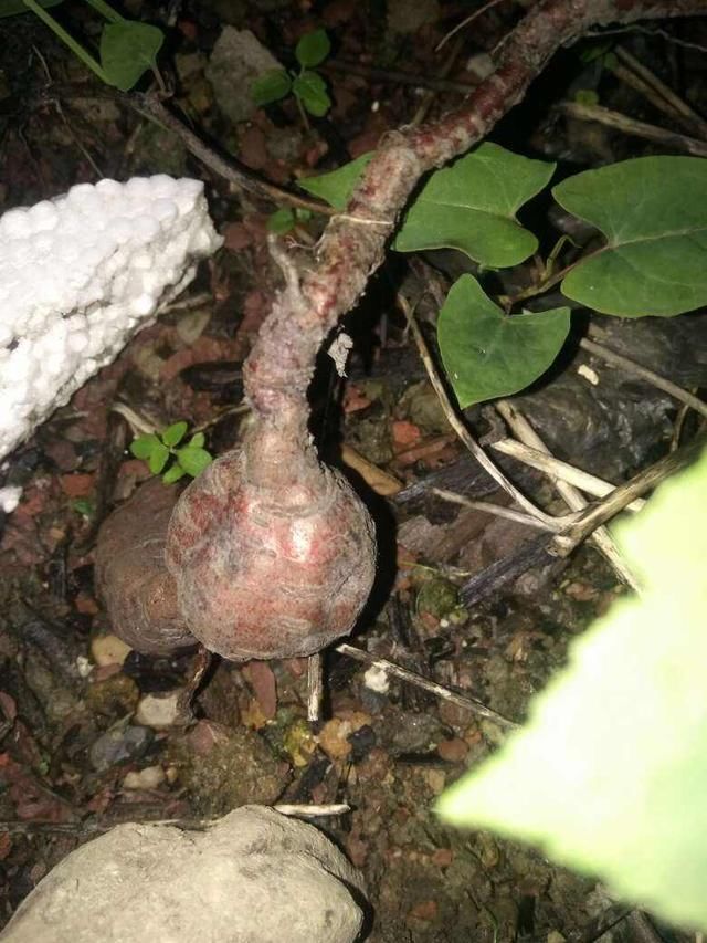  『把它』何首乌也能盆里养？花友大哥种出精品货，邻居朋友眼馋流口水