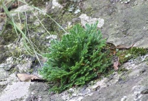  『种植在花盆』山上的1种“还魂草”，叶片枯萎却“活着”，种花盆里，价值高！
