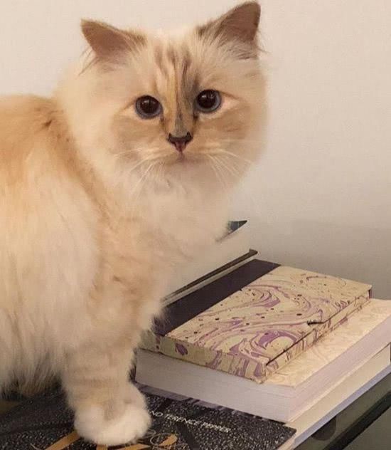  『Choupette』时尚教父“老佛爷”生前养的这只猫，有多幸运就有多难过