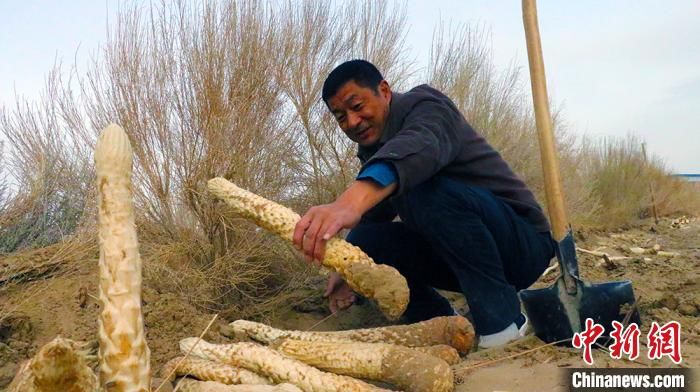  「肉苁蓉」新疆且末县逾两万亩“沙海人参”肉苁蓉采收
