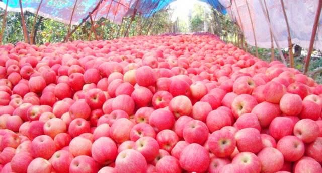  超市|今年的苹果“怪相”，果农卖价5毛钱，超市里最低5元，什么