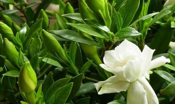  #花友#喜爱栀子花的花友不少，几乎都遇到过黄叶，但水黄和旱黄要区分