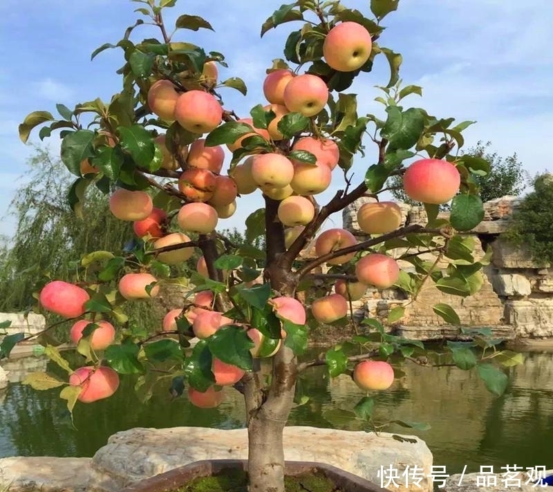  『种树』院子里不要乱种树，这6种树不仅能添福旺宅，还能招财纳福