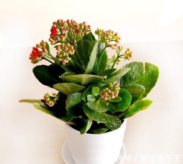 『艳丽』长寿花的花期长,开花艳丽,深受人们喜爱,养护长寿花注意什么?