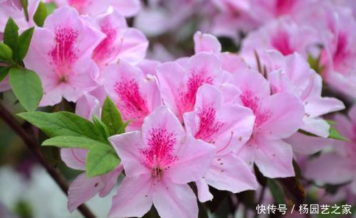  【花本】此花本是中国野花，因受老外追捧，变成中国十大名花之六