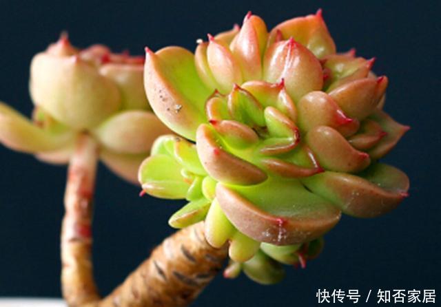  [牡丹]此种多肉状态好时，犹如盛开的牡丹，养护好易爆侧芽，精致迷人