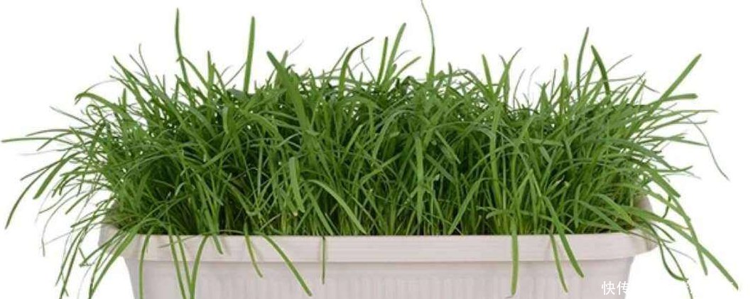 『蔬菜』这四种盆栽蔬菜太好种了, 不用怎么管都能爆盆, 想吃直接摘
