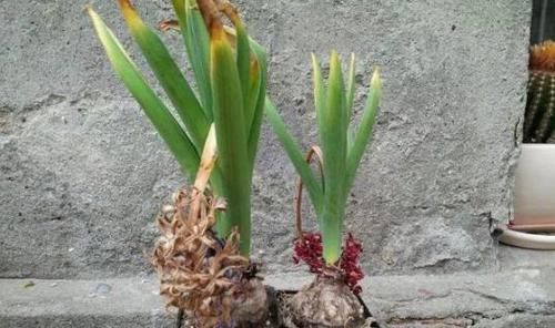  花满：居家养风信子：掌握3个'适当'，花满枝头，香飘四溢