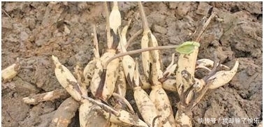  「经济收益」这几种水生植物，投资成本低，丰产畅销，亩收入过