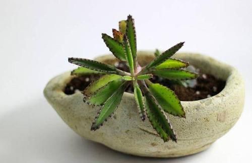  『们又给它取名』能把这6种植物养死的都是人才
