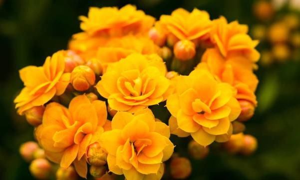  家里@家里养的几款花不要随便轻易送人，了解后，有助于你的财运