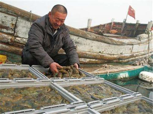  #养殖户#去年一斤150元热销，但养殖户巨亏，今年跌至90元，却卖