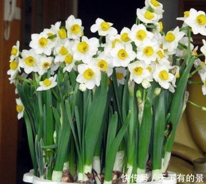 『花开旺』养花就养这几款,全年开花不停,谁见了都喜欢,花朵漂亮花开旺